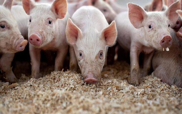 Бюджет Югры компенсирует фермеру из Сургутского района потерю свиней